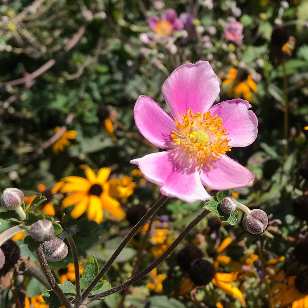 Meet your Posher, Erin